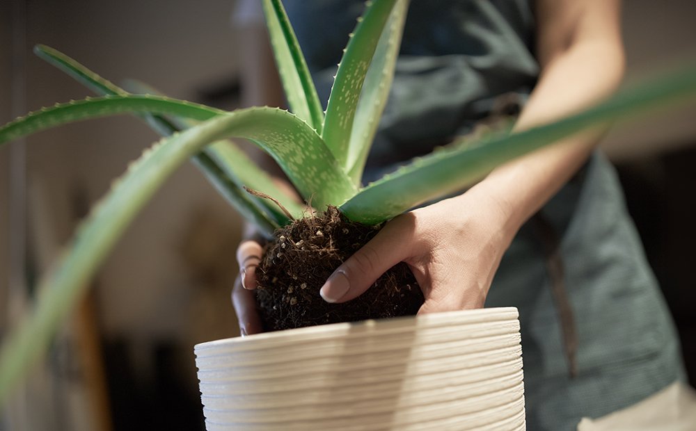 Planta